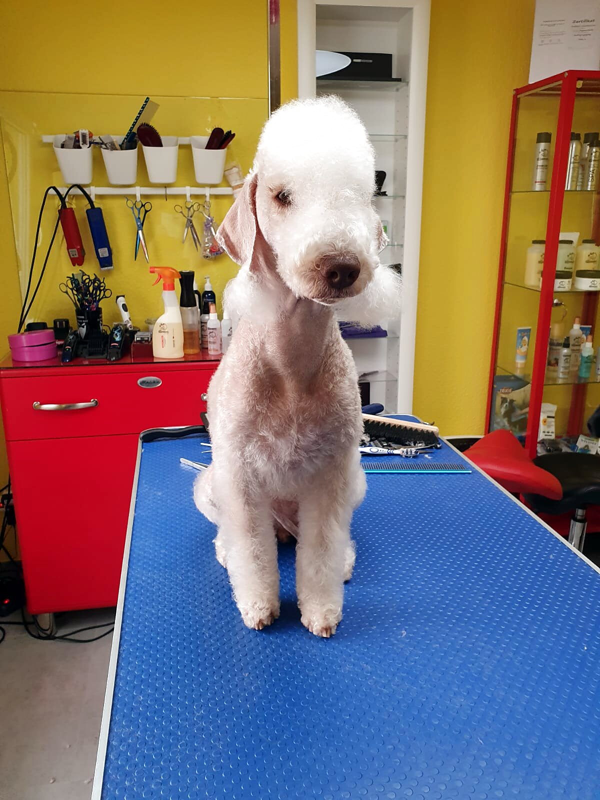 Frisch geschnittener Bedlington Terrier