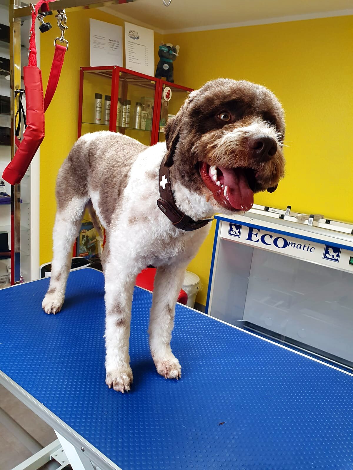 Fröhlicher Lagotto Romagnolo nach dem Scheren