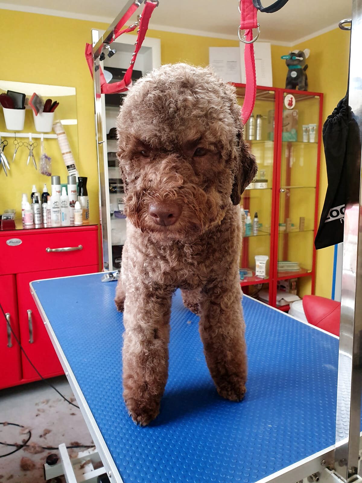 Brauner Lagotto Romagnolo nach der Pflege