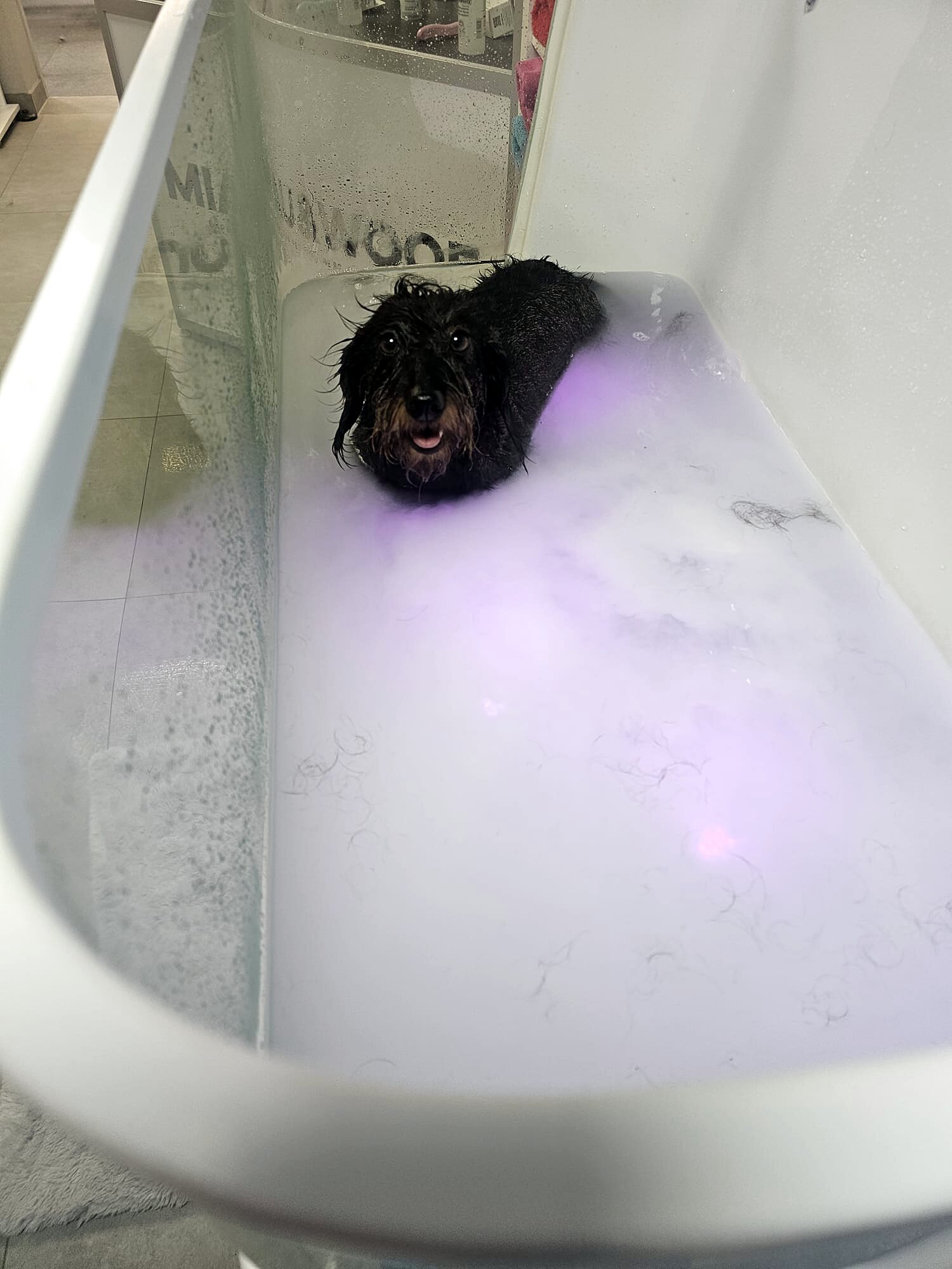Dackel im milchig weißen Ozon-Milky-Spa mit violettem Licht