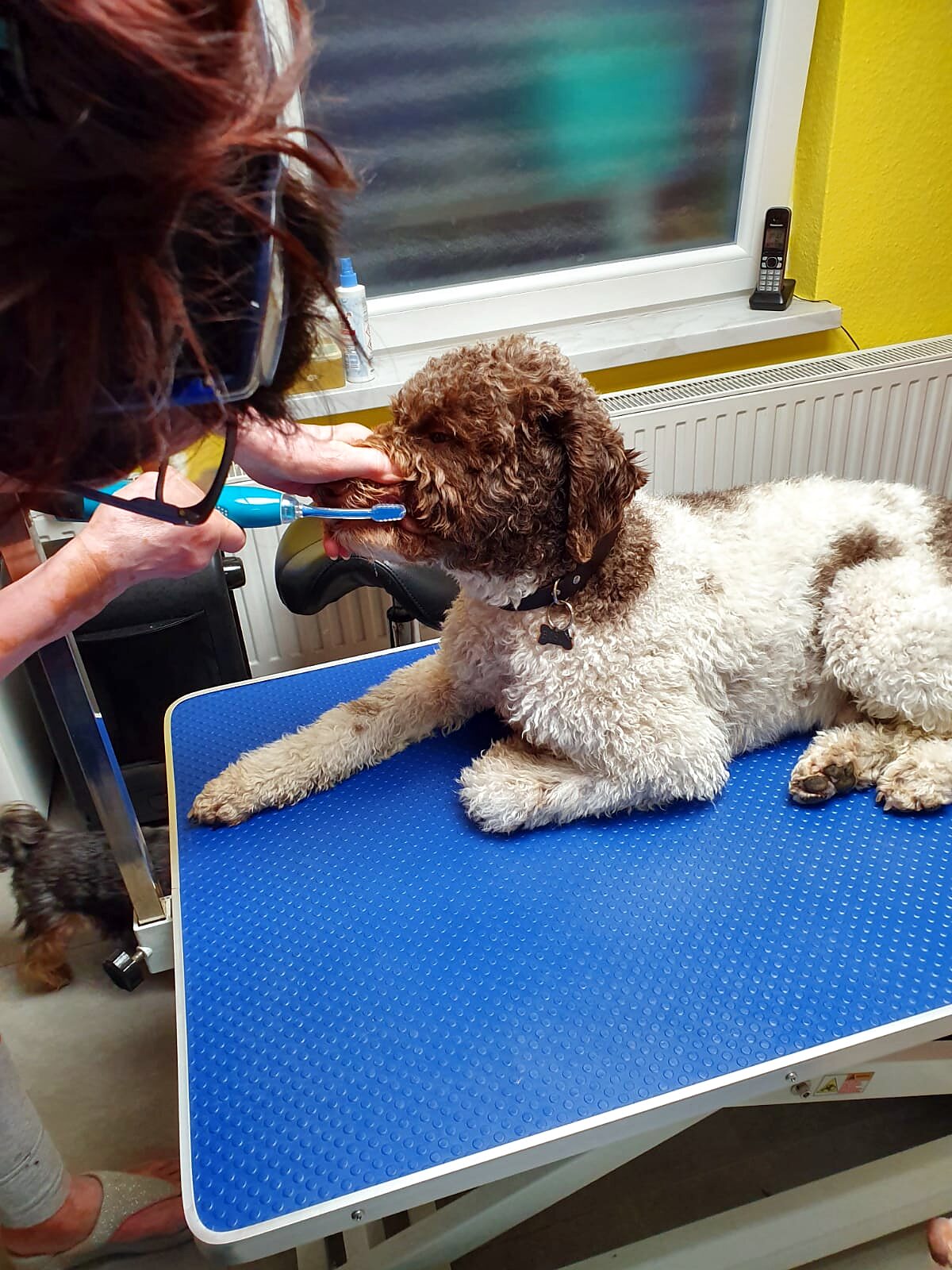 Zahnreinigung mit Ultraschall bei einem Lagotto