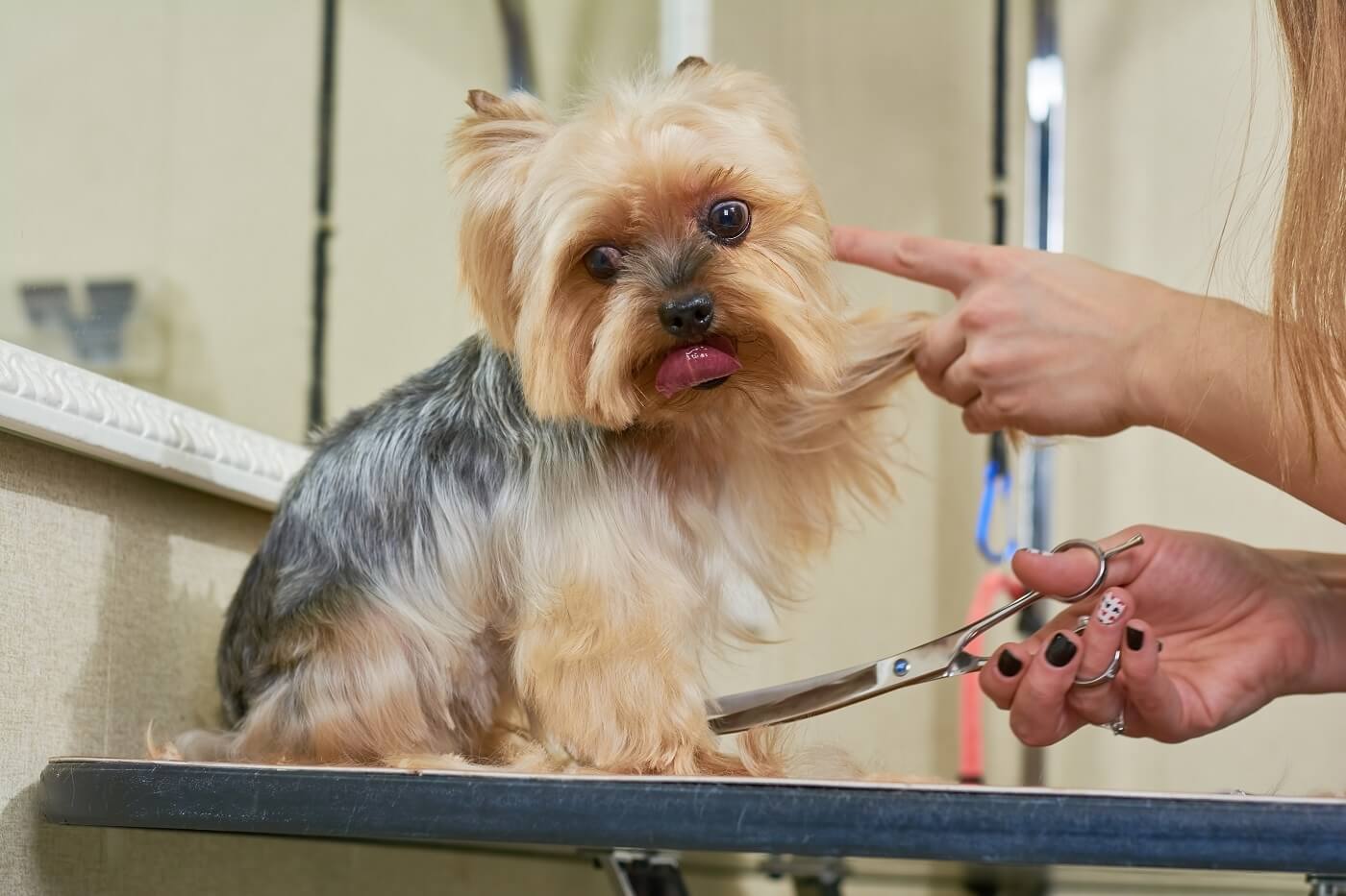 Shaving Dogs For Summer? - Hundesalon