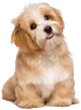 Logo Hundesalon Tinas Pfoten Wellness Oase Logo, Hundesalon Frechen, Hundesalon, Hunde, Tierfrisur,Frisur für Hunde Hundesalon Bergheim, Hundesalon in frechen