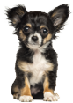 Logo Hundesalon Tinas Pfoten Wellness Oase Logo, Hundesalon Frechen, Hundesalon, Hunde, Tierfrisur,Frisur für Hunde Hundesalon Bergheim, Hundesalon in frechen